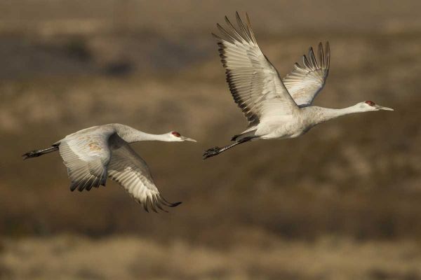 New Mexico Sandhill cranes in flight